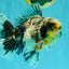 AAA Grade Super Special Marble Kirin Oranda Male 6 inches #061926OR_16