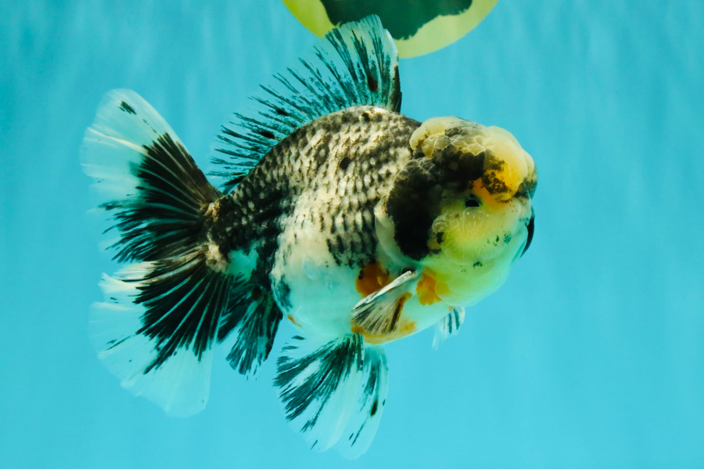 AAA Grade Super Special Marble Kirin Oranda Male 6 inches #061926OR_16