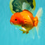 A Grade Red White Oranda Female 5.5-6 inches #101626OR_14