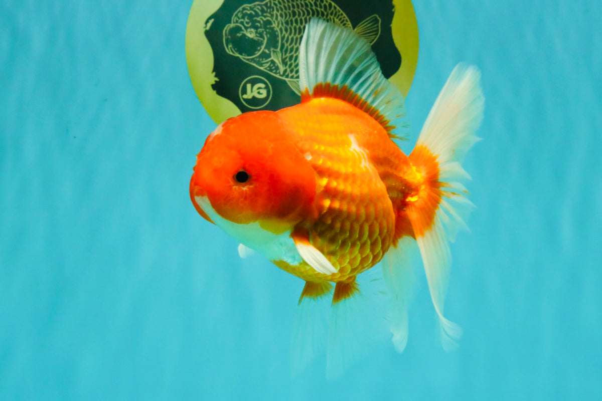 A Grade Red White Oranda Female 5.5-6 inches #101626OR_14
