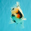 A Grade Two Face Marble Oranda Male 6-6.5 inches #072426OR_11