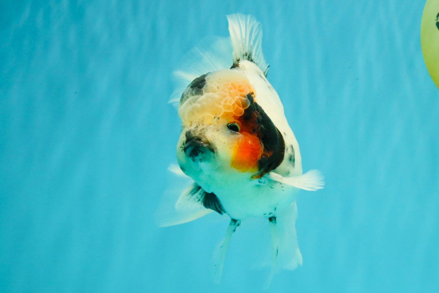 A Grade Two Face Marble Oranda Male 6-6.5 inches #072426OR_11