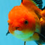 Femelle Apache Oranda de catégorie A 5,5 pouces #0726OR_19