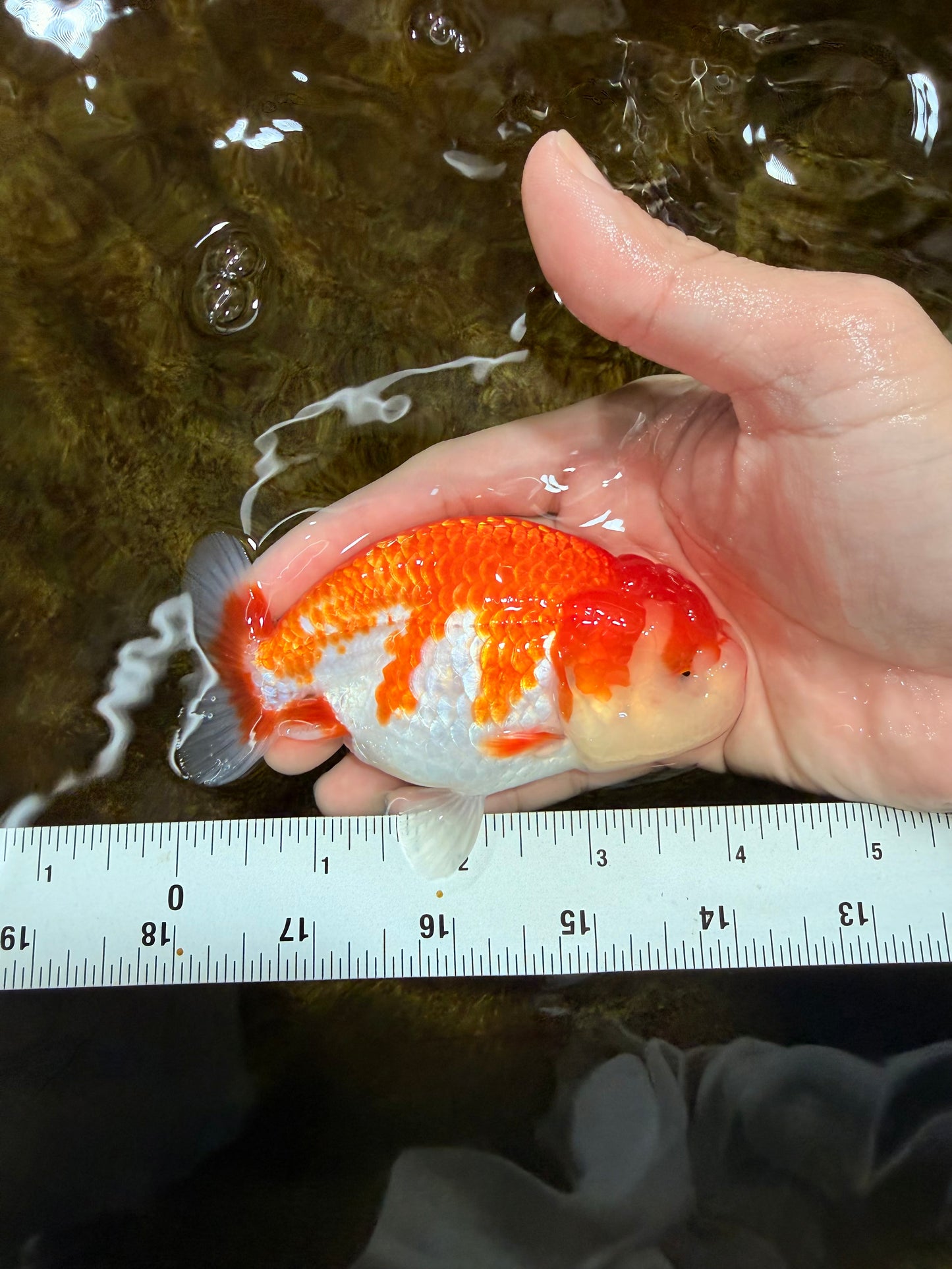 A Grade Red White LionQueen 4 inches #112125LC_10