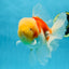AAA Grade Godzilla Sakura Oranda Male 6 inches #053025OR_25