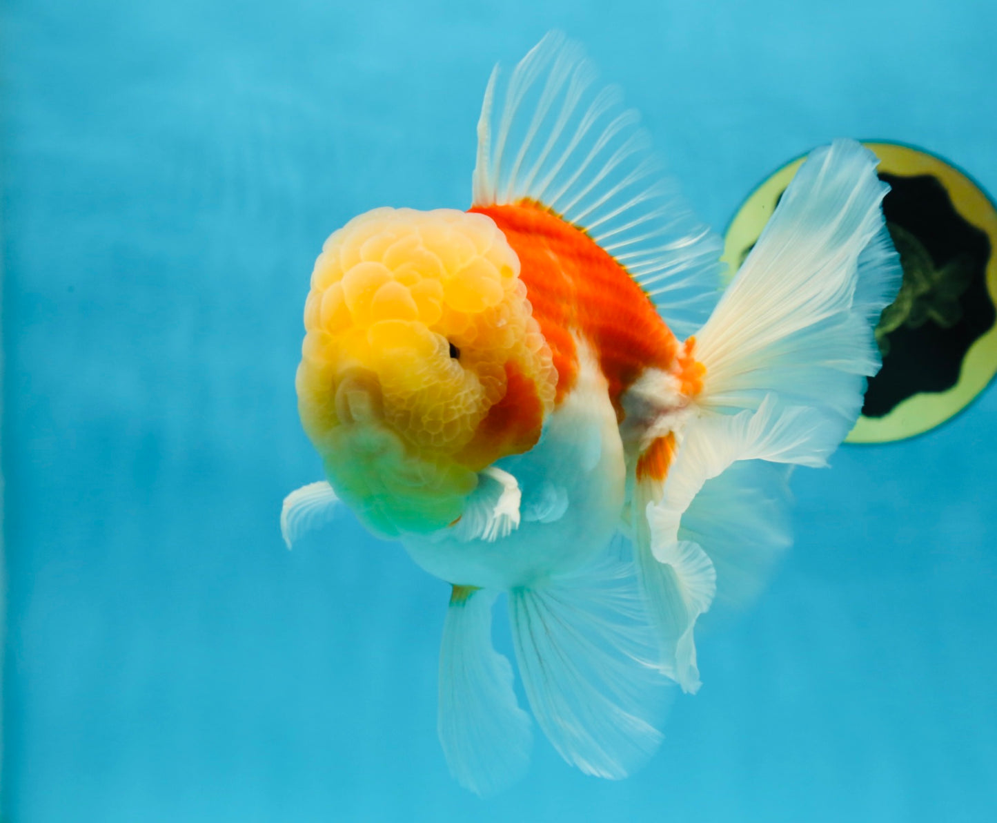 AAA Grade Godzilla Sakura Oranda Male 6 inches #053025OR_25