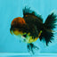 AAA Grade Dark Tiger Red Head Oranda Male 5-5.5 inches #050126OR_10