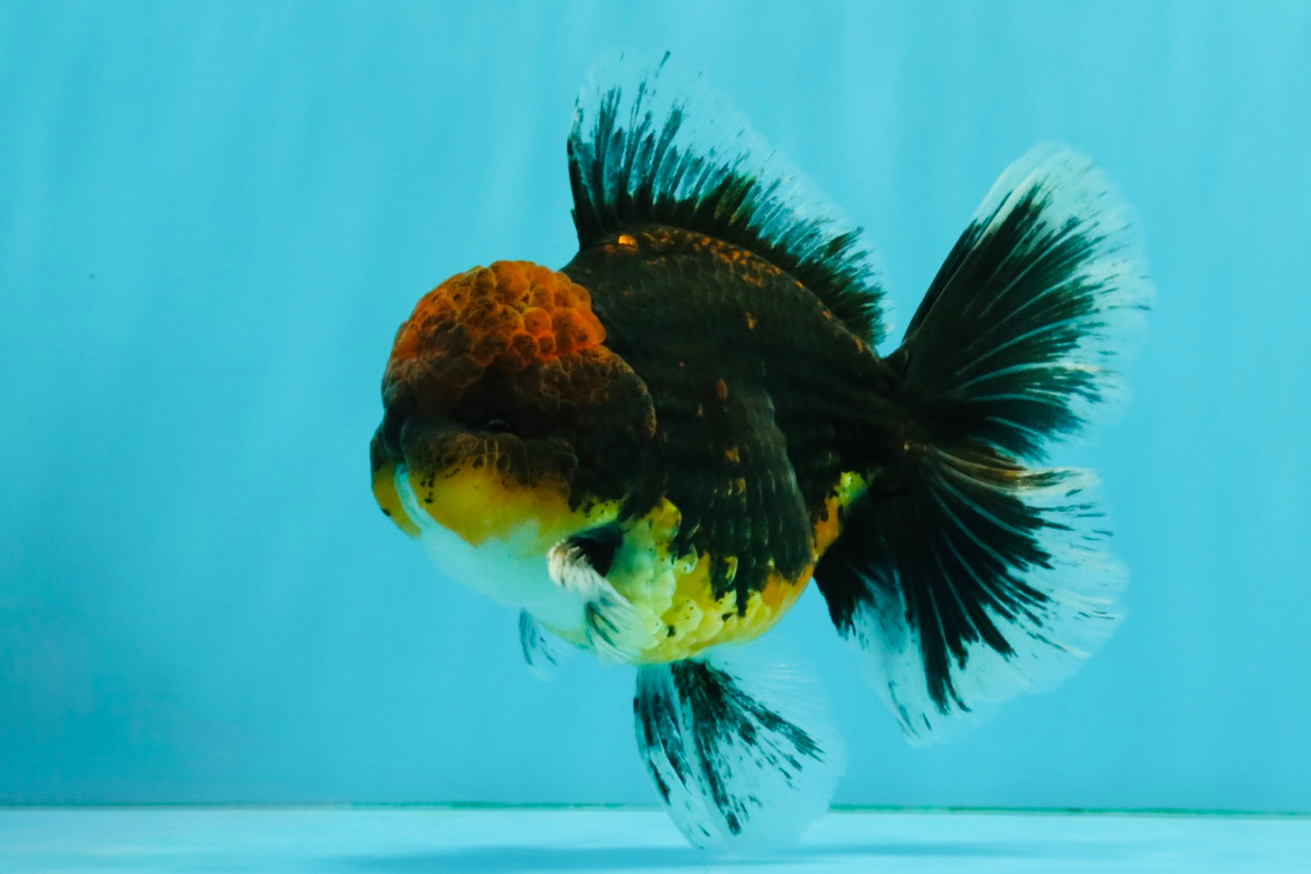 AAA Grade Dark Tiger Red Head Oranda Male 5-5.5 inches #050126OR_10