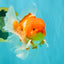AAA Grade Red White Oranda Male 5.5 inches #072426OR_12
