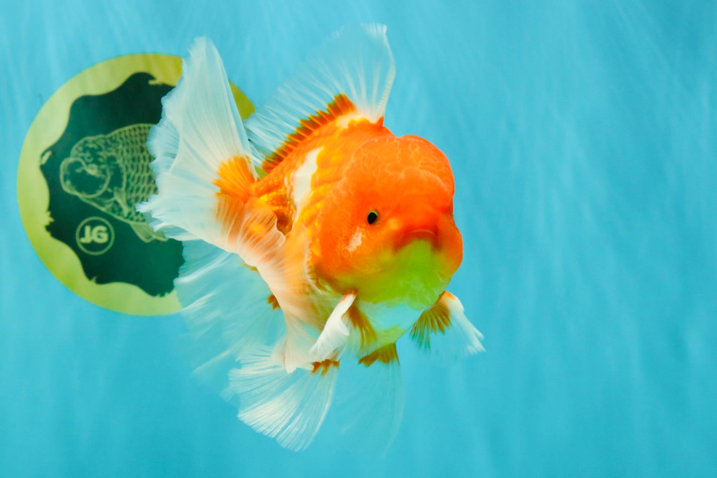 AAA Grade Red White Oranda Male 5.5 inches #072426OR_12