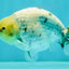 UNIQUE AAA Grade Jumbo Bloodline White Tiger Ranchu Male 4.5-5 inches #071726RC_06