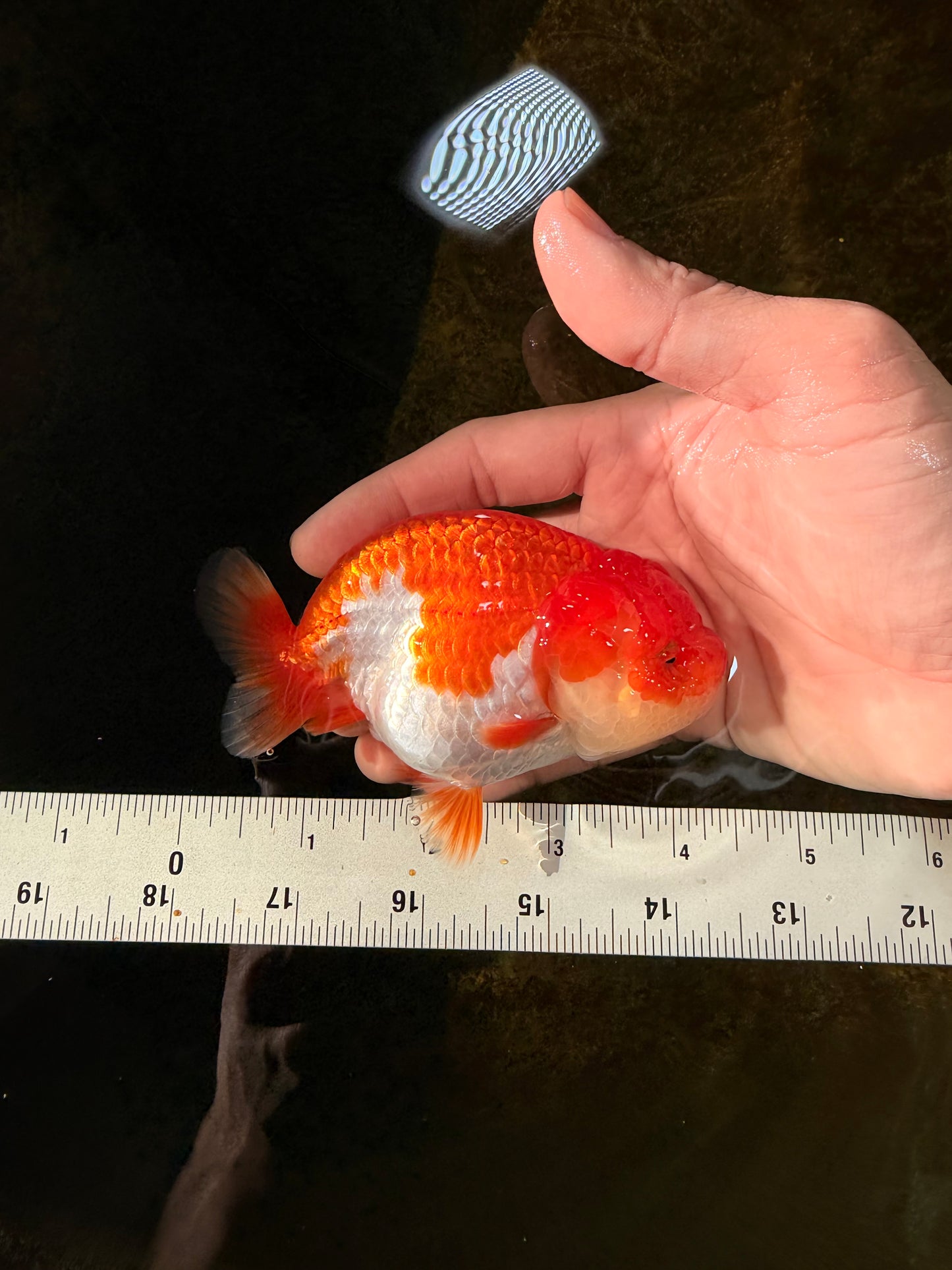 CHUBBY AAA Grade Red White LionQueen 4-4.5 inches #102425LC_13