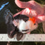 A Grade Tricolor Oranda Male 5-5.5 inches #110824OR_09