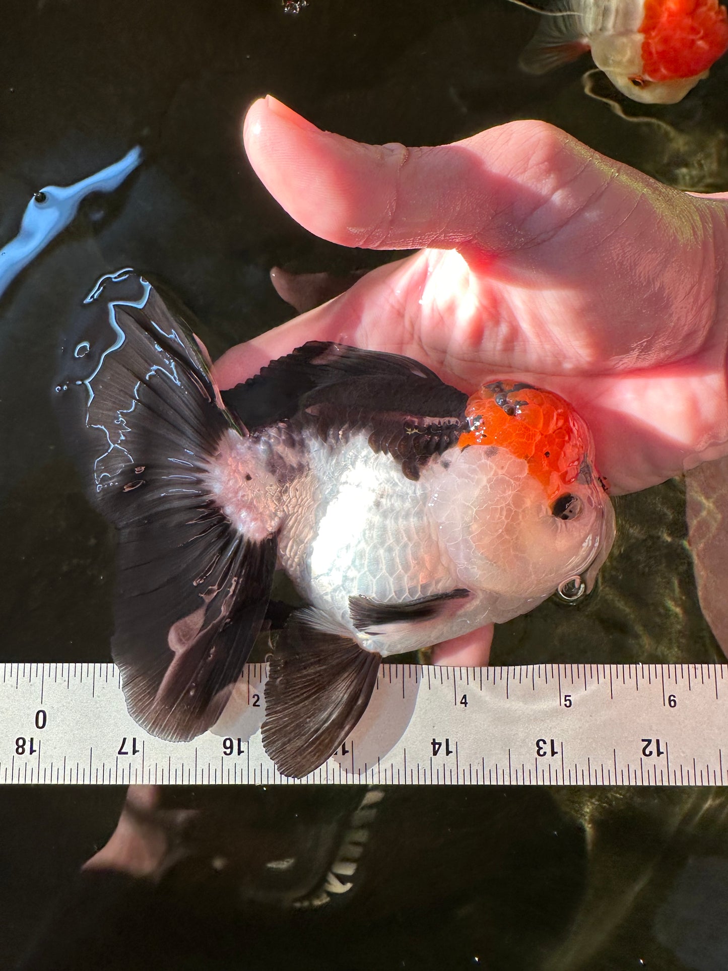 A Grade Tricolor Oranda Male 5-5.5 inches #110824OR_09