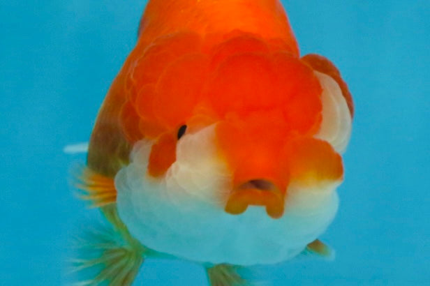 A Grade Red White LionQueen 4 inches #103125LC_18