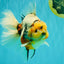 AAA Grade Sanke Marble Oranda Male 6.5 inches #062626OR_03