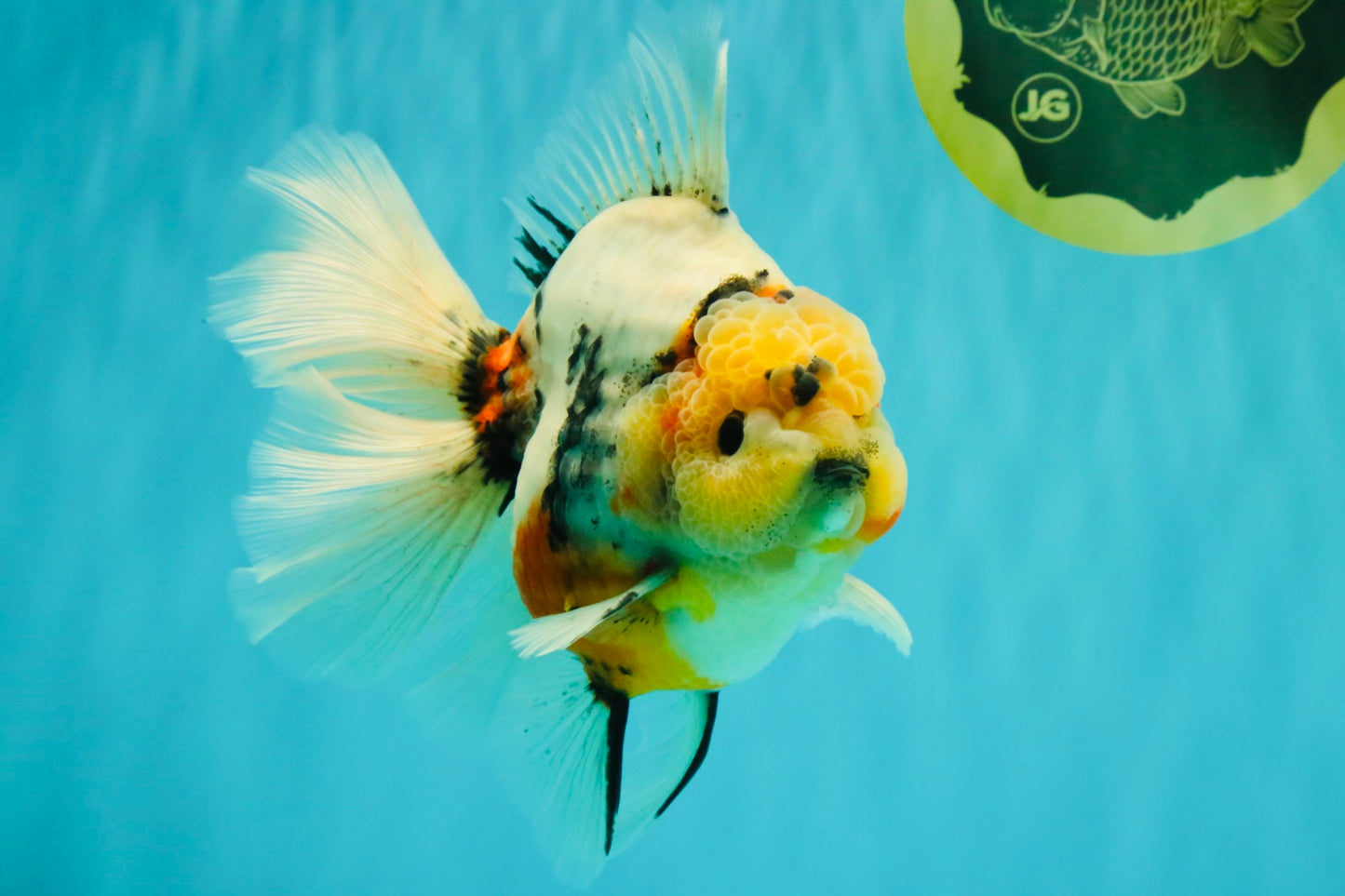 AAA Grade Sanke Marble Oranda Male 6.5 inches #062626OR_03