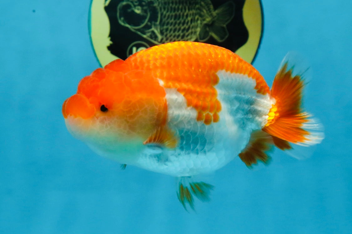 AAA Grade Red White LionQueen 4 inches #101725LC_10