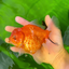 AAA Grade Young Godzilla Oranda Female 5-5.5 inches #0510OR_17