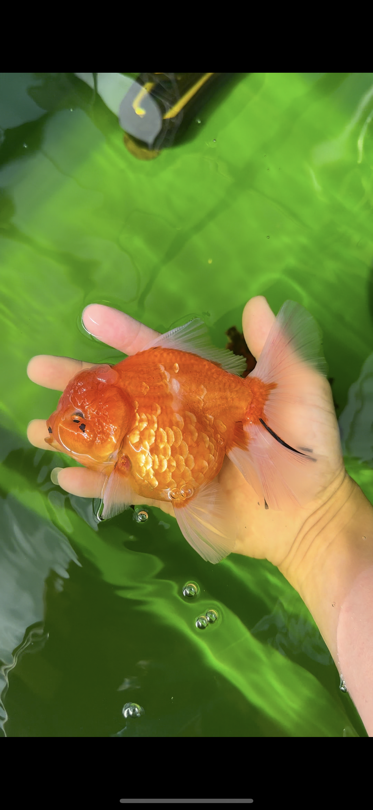 Godzilla oranda hembra joven de grado AAA de 5 a 5,5 pulgadas n.° 0510OR_17