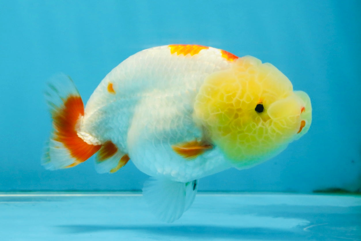 BULLDOG FACE A Grade Red White Kohaku LionQueen 4 inches #120525LC_09