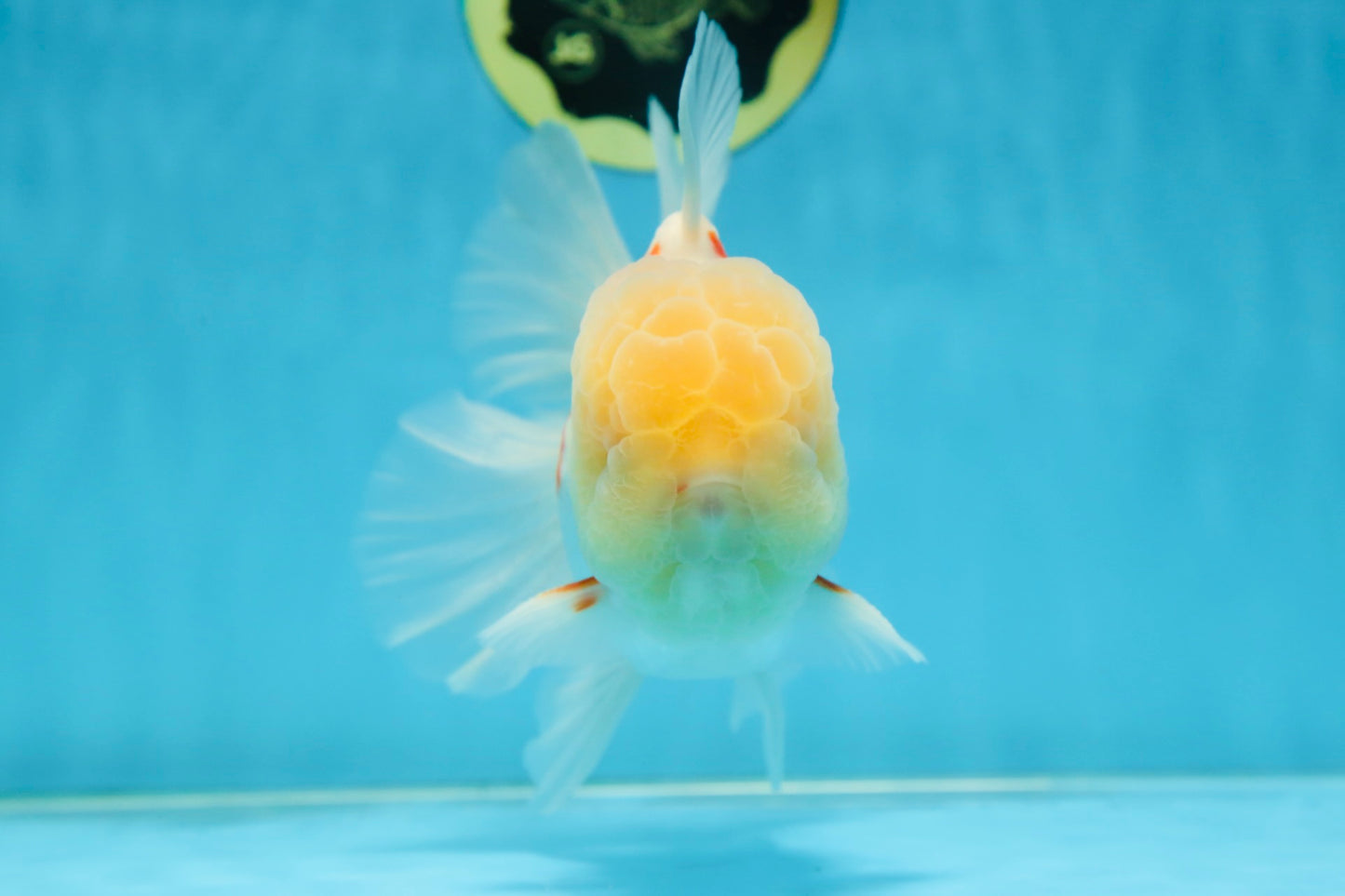 AAA Grade SUNNY Red White Oranda Male 6 inches #082925OR_12