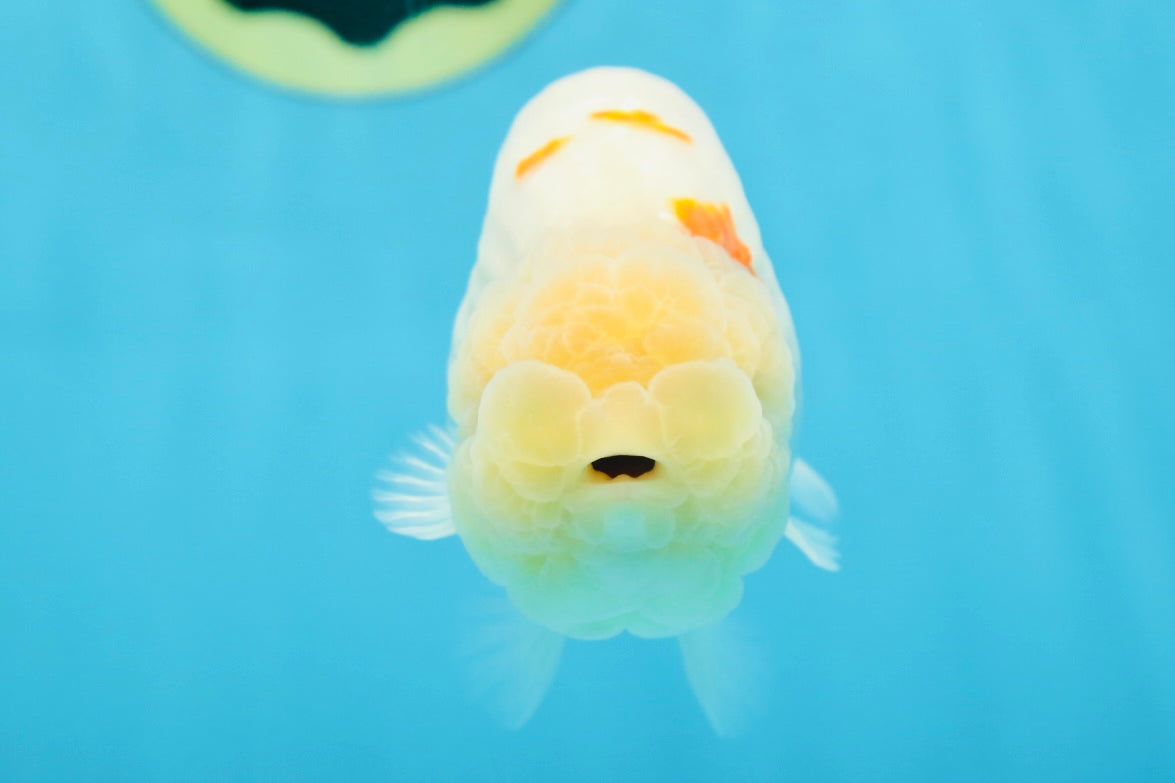 A Grade Red White Sakura Lionking 4.5 inches #080125LC_15