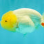 BEAUTY A Grade White LionQueen 4-4.5 inches #050826LC_16