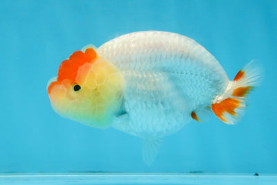 AAA Grade Red White LionQueen 4 inches #103125LC_28