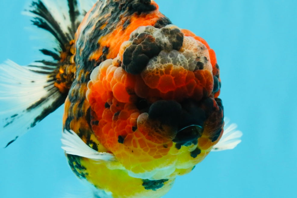 SUPER Special AAA Grade Godzilla Tiger Yuanbao Male 5 inches #022726YB_01