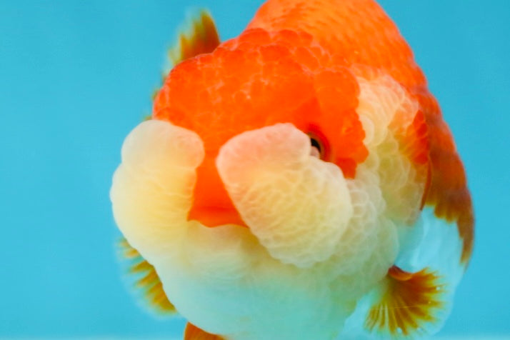 AAA Grade Peekaboo Red White LionQueen 4-4.5 inches #050925LC_15