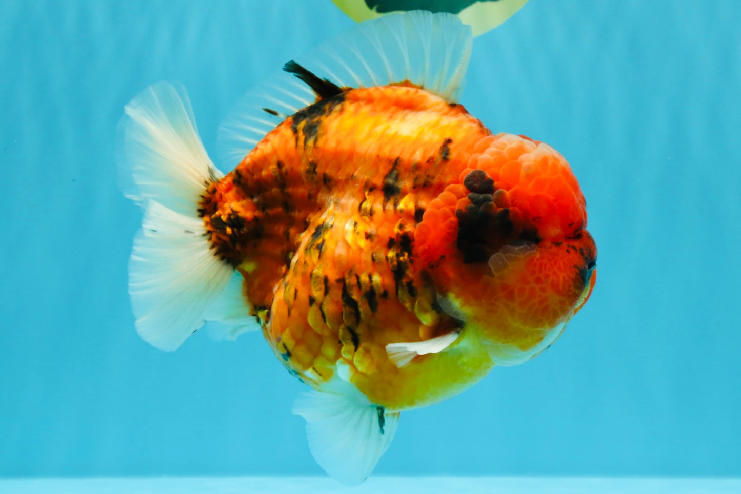 SUPER AAA Grade Godzilla Tiger Yuanbao Male 6.5 inches #022026YB_01