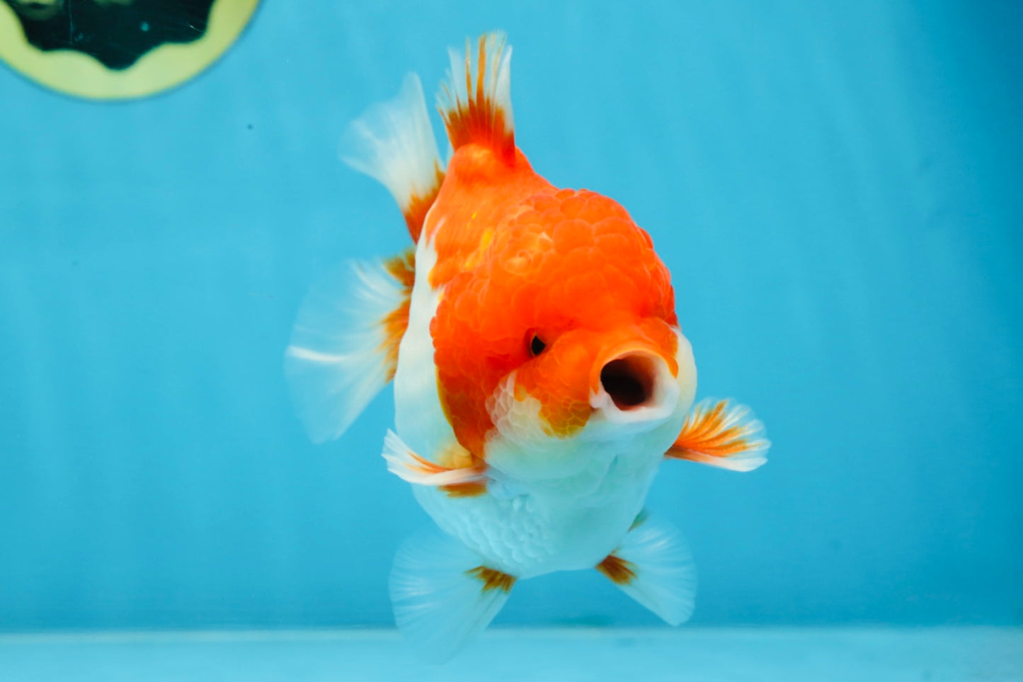 A Grade Red White Yuanbao Male 5-5.5 inches #101725YB_25