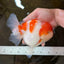 A Grade BIG WEN Kohaku Sakura Oranda Female 6-6.5 inches #091225OR_15