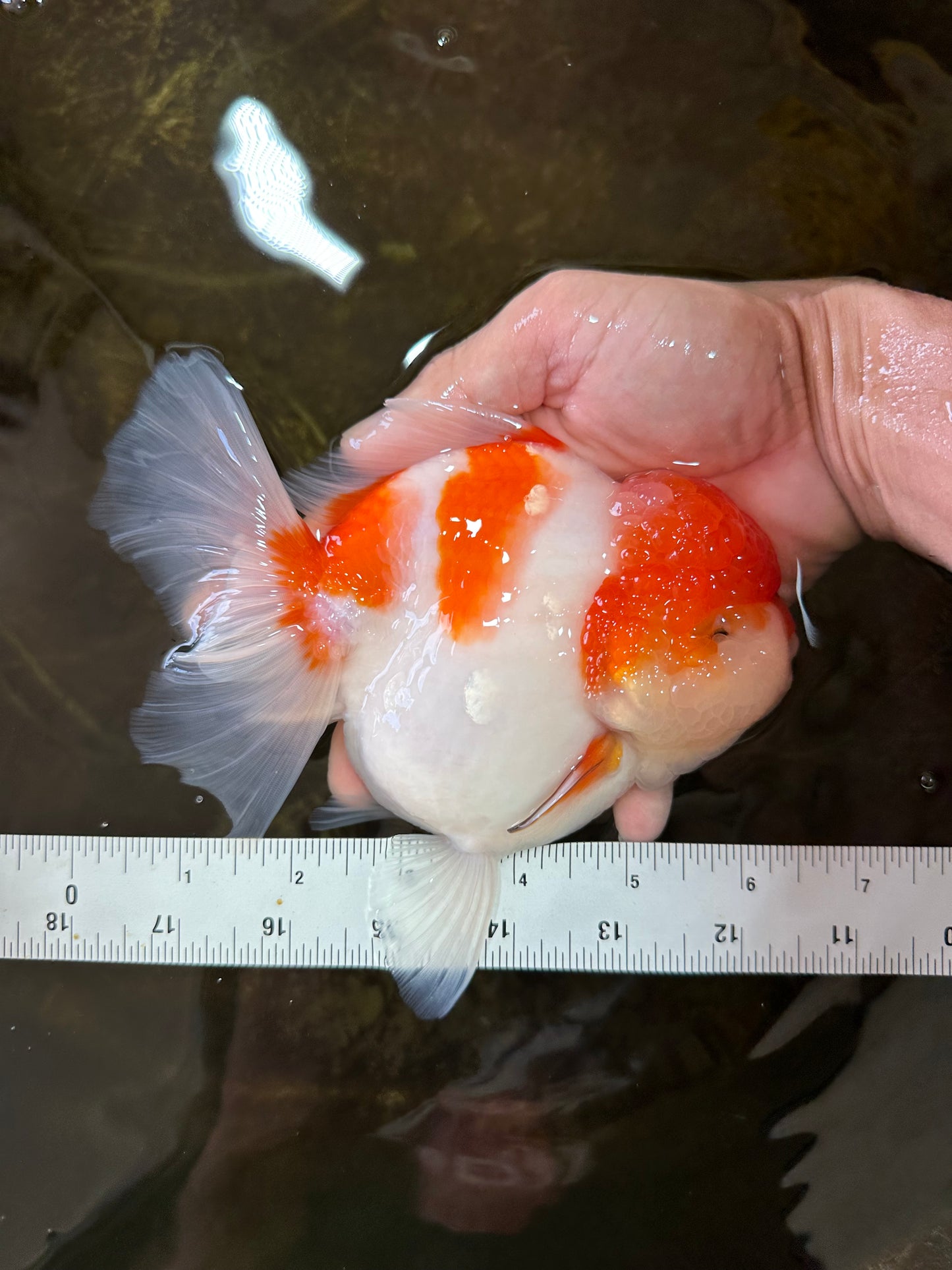 A Grade BIG WEN Kohaku Sakura Oranda Female 6-6.5 inches #091225OR_15