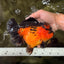 CHUBBY AAA Grade Apache Oranda Female 6-6.5 inches #082126OR_11