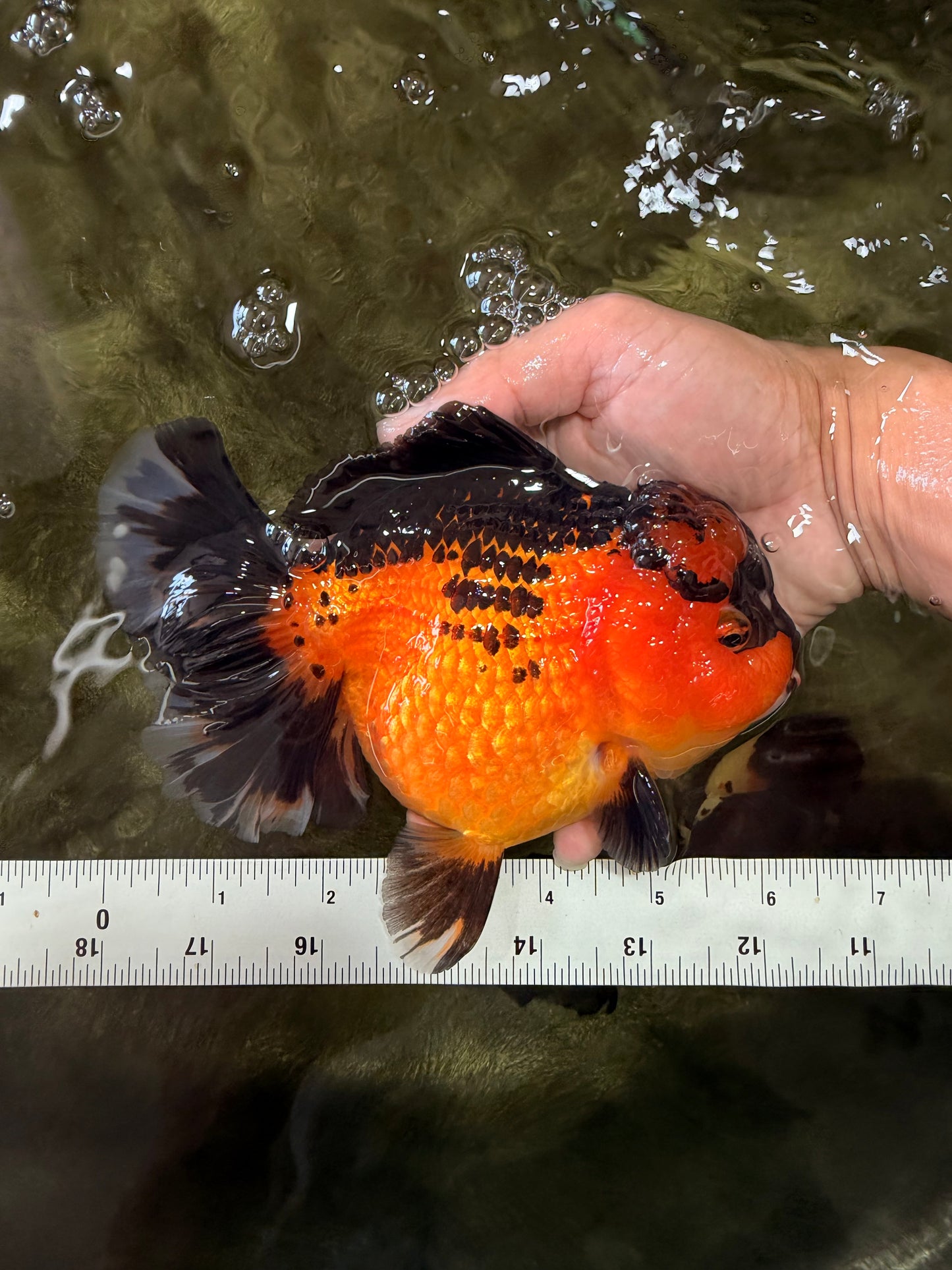 CHUBBY AAA Grade Apache Oranda Female 6-6.5 inches #082126OR_11