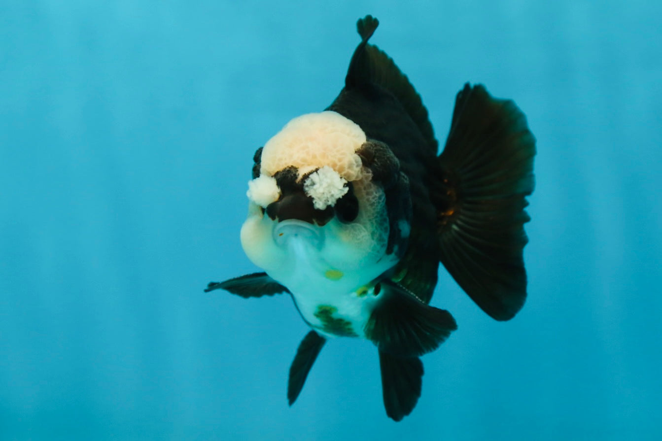 A Grade Jade Head Pompom Panda Button Eyes Yuanbao Male 4 inches #050925YB_29