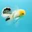 AAA Grade Lemonhead Oranda Male 5 inches #0510OR_09