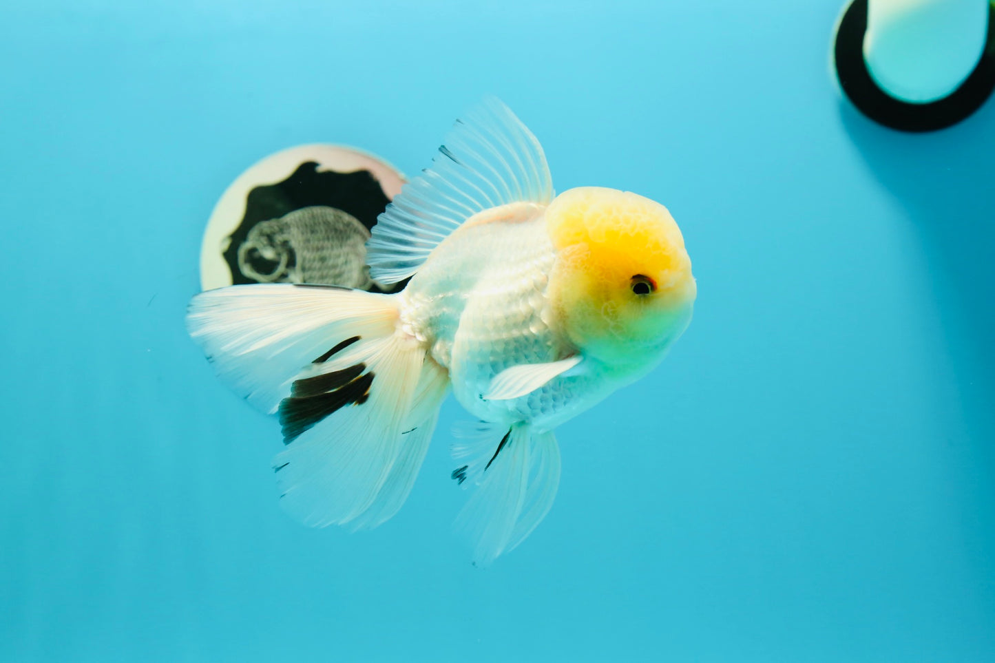 AAA Grade Lemonhead Oranda Male 5 inches #0510OR_09