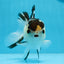 AAA Grade Panda Button Eyes Oranda Male 4.5 inches #0913OR_07