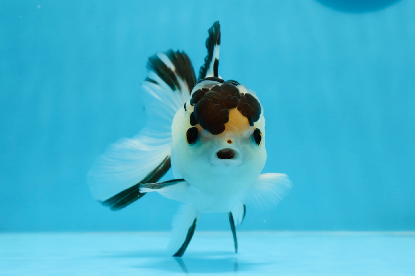 AAA Grade Panda Button Eyes Oranda Male 4.5 inches #0913OR_07