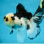 A Grade Panda Button Eyes Oranda Male 5-5.5 inches #091925OR_06