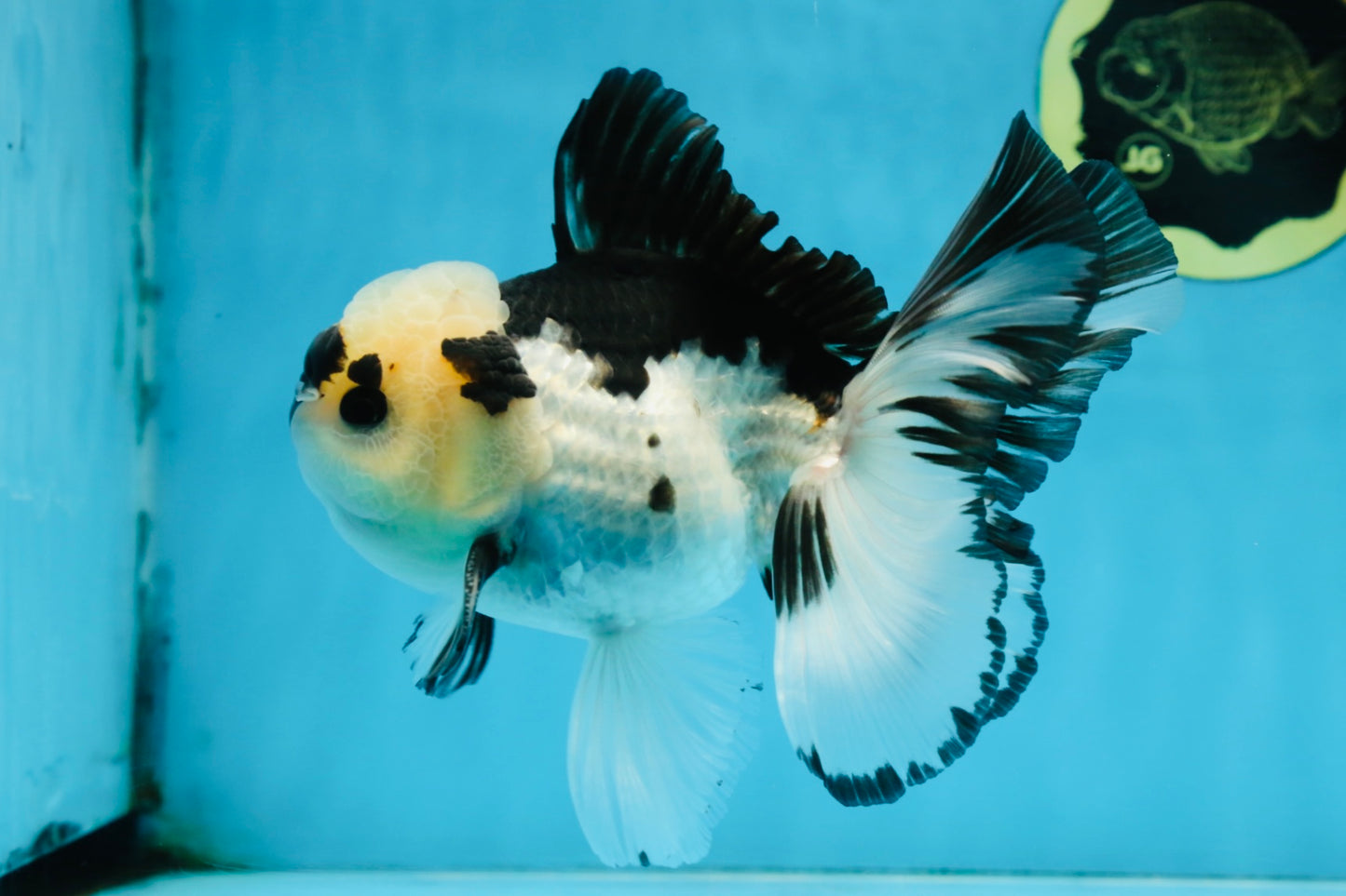 A Grade Panda Button Eyes Oranda Male 5-5.5 inches #091925OR_06