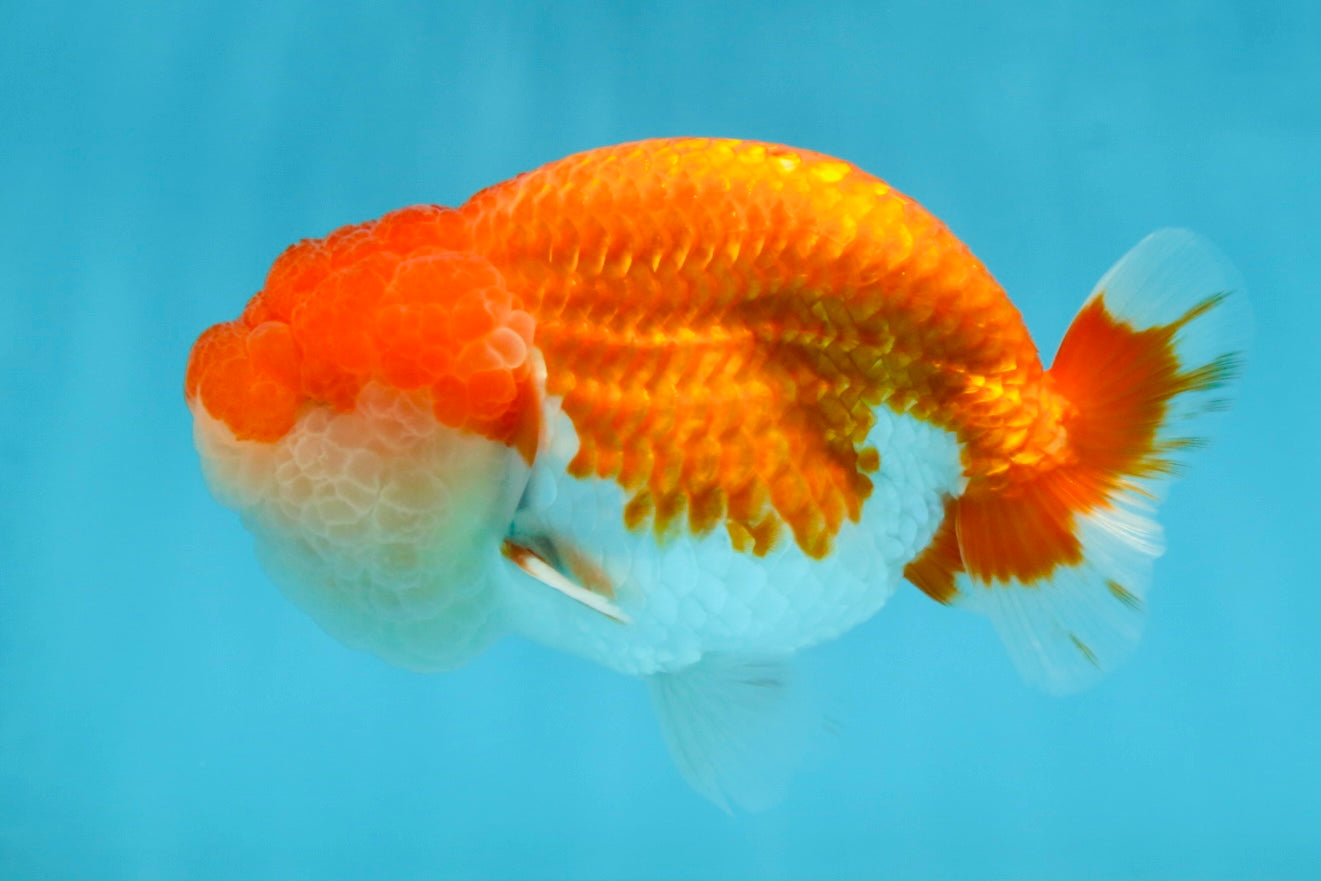 AAA Grade TOP Red White LionKing 4.5 inches #051625LC_37