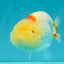 Red White LionChu Female 4.5-5 inches #050826LC_17