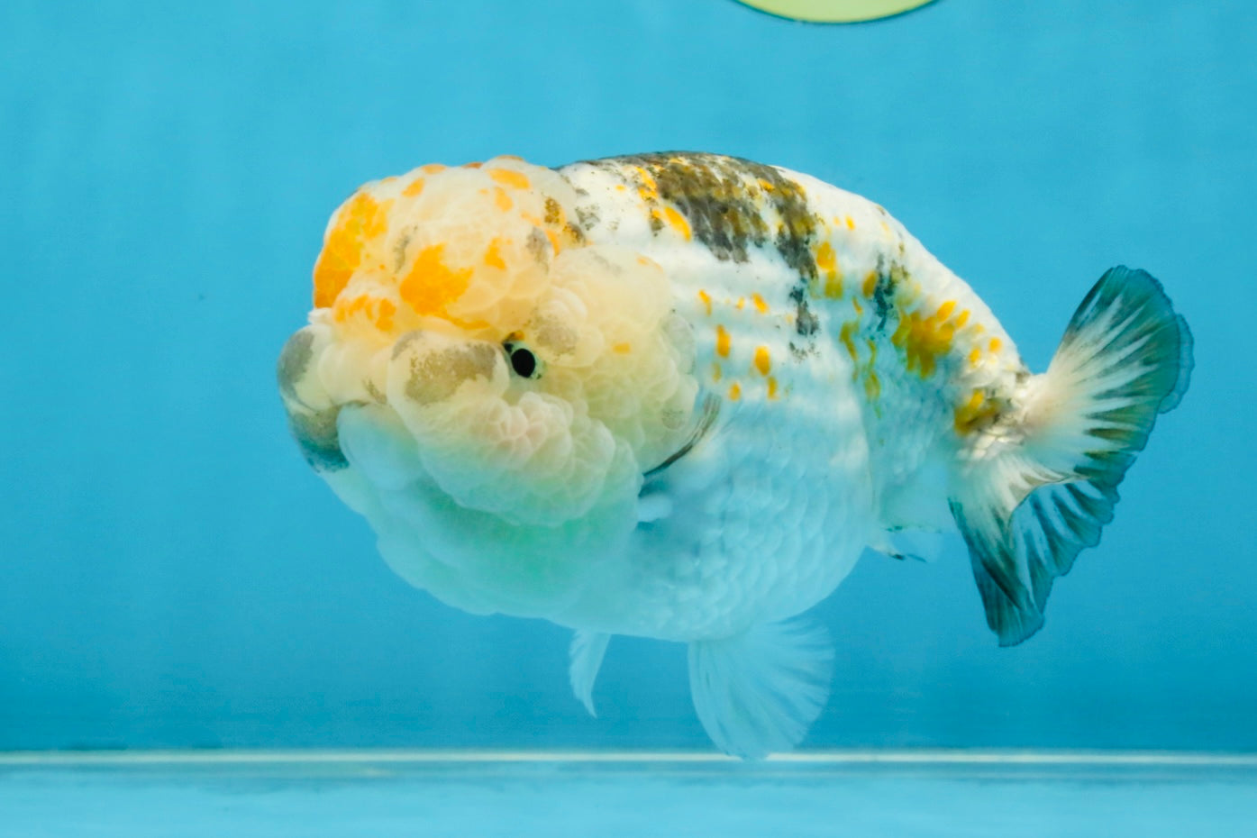 SUPER CUTE Sakura LionChu Female 5.5 inches #121925LC_08