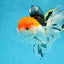 A Grade Tricolor Oranda Female 6-6.5 inches #071125OR_10
