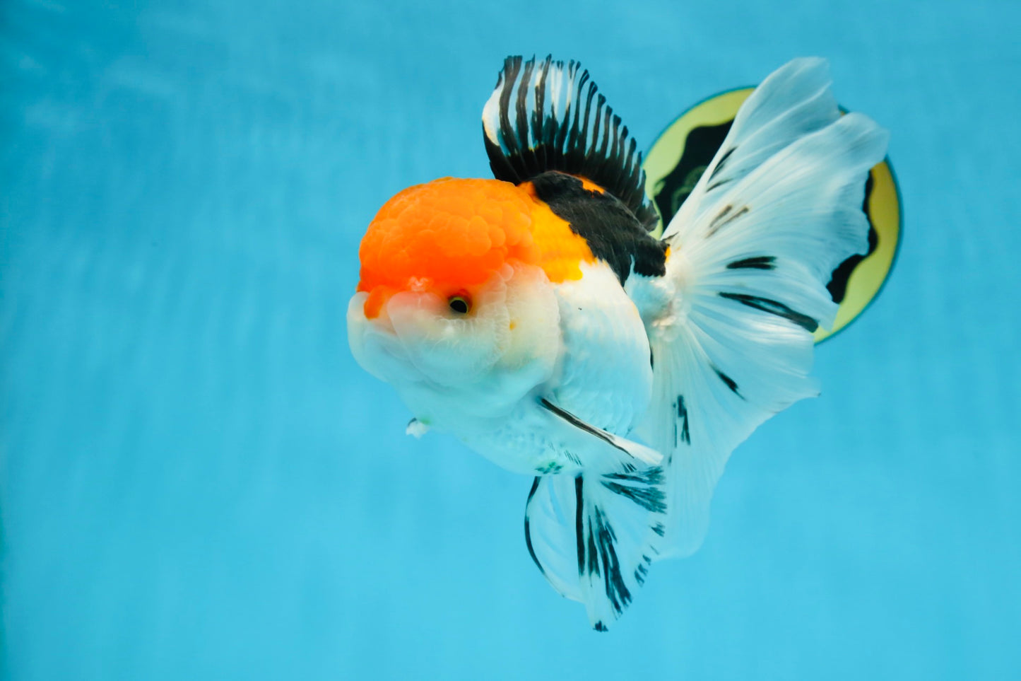 A Grade Tricolor Oranda Female 6-6.5 inches #071125OR_10