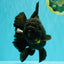 KING KONG AAA Grade Black Oranda Female 8 inches #100926OR_11